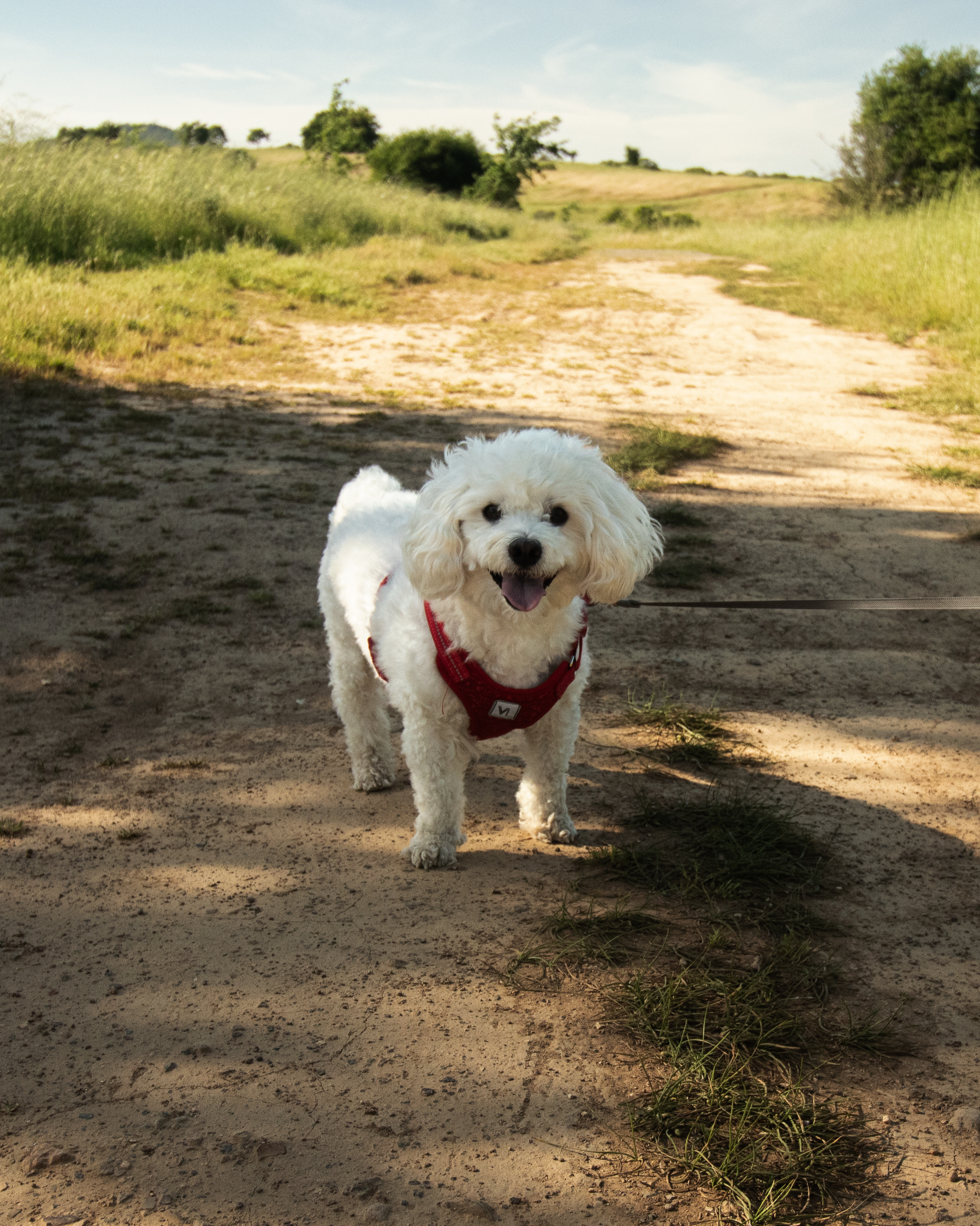 Pet 2